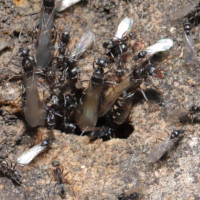 Iridomyrmex rufoniger (Tufted Tyrant Ant) at Acton, ACT - 3 Oct 2019 by TimL