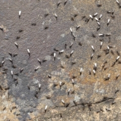 Iridomyrmex rufoniger at Acton, ACT - 3 Oct 2019