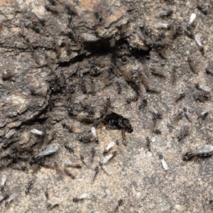 Iridomyrmex rufoniger at Acton, ACT - 3 Oct 2019