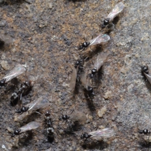 Iridomyrmex rufoniger at Acton, ACT - 3 Oct 2019