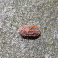 Monophlebulus sp. (genus) (Giant Snowball Mealybug) at Hackett, ACT - 3 Oct 2019 by TimL