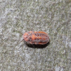 Monophlebulus sp. (genus) at Hackett, ACT - 3 Oct 2019 10:18 AM