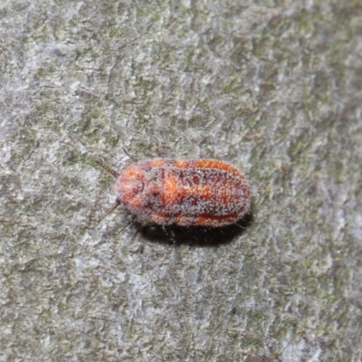 Monophlebulus sp. (genus) (Giant Snowball Mealybug) at Hackett, ACT - 3 Oct 2019 by TimL