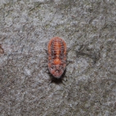 Monophlebulus sp. (genus) at Hackett, ACT - 3 Oct 2019 10:18 AM