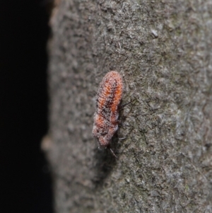 Monophlebulus sp. (genus) at Hackett, ACT - 3 Oct 2019 10:18 AM