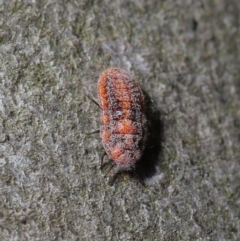 Monophlebulus sp. (genus) at Hackett, ACT - 3 Oct 2019 10:18 AM