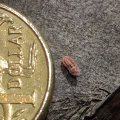 Monophlebulus sp. (genus) at Hackett, ACT - 3 Oct 2019 10:18 AM