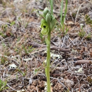 Hymenochilus bicolor (ACT) = Pterostylis bicolor (NSW) at Lawson, ACT - suppressed