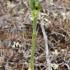 Hymenochilus bicolor at Lawson, ACT - 7 Oct 2019