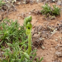 Hymenochilus bicolor (Black-tip Greenhood) at Lawson, ACT - 6 Oct 2019 by AaronClausen