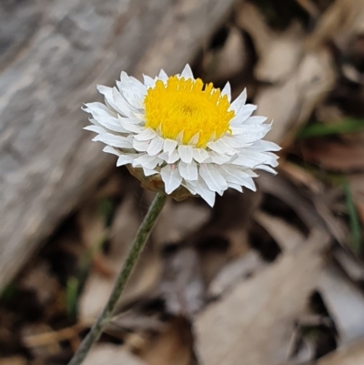 Leucochrysum albicans subsp. tricolor (Hoary Sunray) at Mount Majura - 7 Oct 2019 by AaronClausen