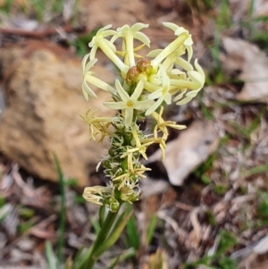 Stackhousia monogyna at Watson, ACT - 7 Oct 2019 10:12 AM