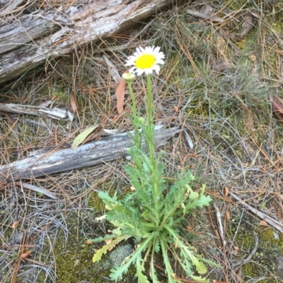 Brachyscome diversifolia var. diversifolia (Large-headed Daisy) at Majura, ACT - 7 Oct 2019 by forest17178