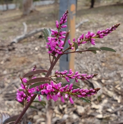 Indigofera australis subsp. australis (Australian Indigo) at Watson, ACT - 7 Oct 2019 by AaronClausen