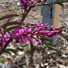 Indigofera australis subsp. australis at Watson, ACT - 7 Oct 2019