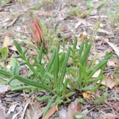 Gazania x splendens (Gazania) at Bonython, ACT - 5 Oct 2019 by michaelb