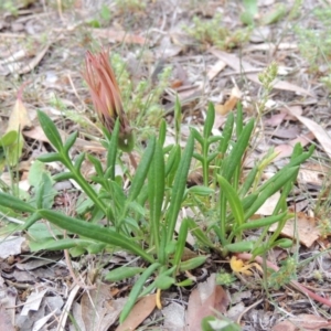 Gazania x splendens at Bonython, ACT - 6 Oct 2019 12:00 AM