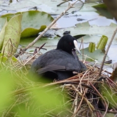 Fulica atra (Eurasian Coot) at Bega, NSW - 7 Oct 2019 by MatthewHiggins
