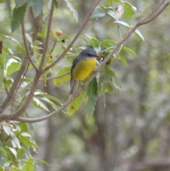 Eopsaltria australis (Eastern Yellow Robin) at Black Range, NSW - 21 Apr 2019 by MatthewHiggins