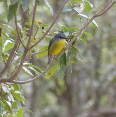 Eopsaltria australis (Eastern Yellow Robin) at Black Range, NSW - 21 Apr 2019 by MatthewHiggins
