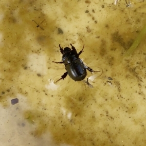 Heteronychus arator at Hughes, ACT - 7 Oct 2019