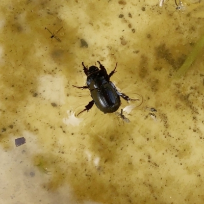 Heteronychus arator (African black beetle) at Hughes, ACT - 7 Oct 2019 by ruthkerruish