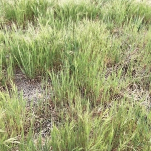 Bromus diandrus at Garran, ACT - 7 Oct 2019