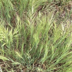 Bromus diandrus at Garran, ACT - 7 Oct 2019