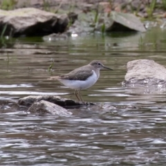 Actitis hypoleucos (Common Sandpiper) at Monash, ACT - 7 Oct 2019 by rawshorty