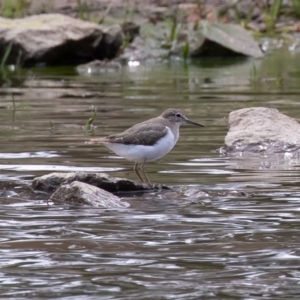 Actitis hypoleucos at Monash, ACT - 7 Oct 2019 09:58 AM