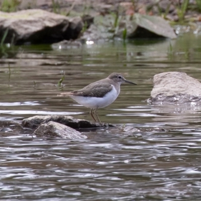 Actitis hypoleucos (Common Sandpiper) at Monash, ACT - 6 Oct 2019 by rawshorty