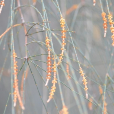 Allocasuarina verticillata (Drooping Sheoak) at Kowen, ACT - 3 Sep 2019 by natureguy