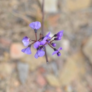 Hardenbergia violacea at Kowen, ACT - 3 Sep 2019 08:53 PM