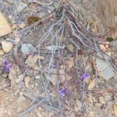 Hardenbergia violacea at Kowen, ACT - 3 Sep 2019 08:53 PM