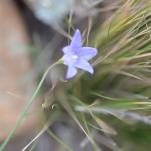 Wahlenbergia capillaris at Wamboin, NSW - 3 Sep 2019 08:54 PM