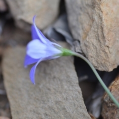 Wahlenbergia capillaris at Wamboin, NSW - 3 Sep 2019