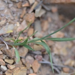 Wahlenbergia capillaris at Wamboin, NSW - 3 Sep 2019 08:54 PM