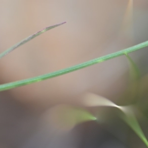 Wahlenbergia capillaris at Wamboin, NSW - 3 Sep 2019 08:54 PM