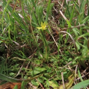 Hypoxis hygrometrica at Hall, ACT - 5 Oct 2019 11:38 AM