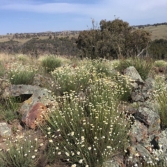 Rhodanthe anthemoides (Chamomile Sunray) at Molonglo River Reserve - 7 Oct 2019 by nic.jario