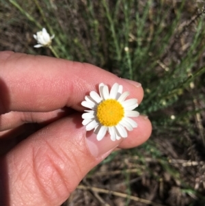 Rhodanthe anthemoides at Molonglo River Reserve - 7 Oct 2019