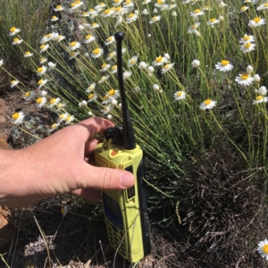 Rhodanthe anthemoides at Molonglo River Reserve - 7 Oct 2019