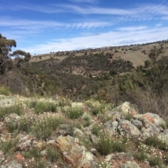 Rhodanthe anthemoides at Molonglo River Reserve - 7 Oct 2019