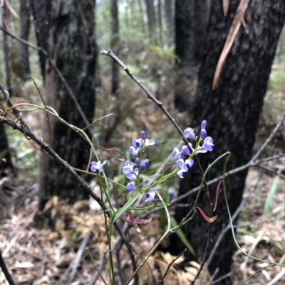 Comesperma volubile (Love Creeper) at Deua, NSW - 7 Oct 2019 by Jubeyjubes