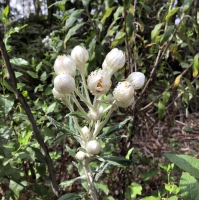 Coronidium elatum subsp. elatum (Tall Everlasting) at Deua, NSW - 6 Oct 2019 by Jubeyjubes