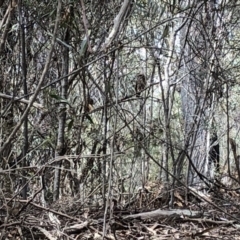 Ninox boobook (Southern Boobook) at Deua, NSW - 6 Oct 2019 by Jubeyjubes