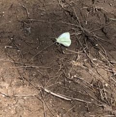 Pieris rapae (Cabbage White) at Deua, NSW - 6 Oct 2019 by Jubeyjubes