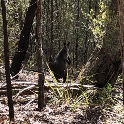 Wallabia bicolor (Swamp Wallaby) at Deua, NSW - 6 Oct 2019 by Jubeyjubes