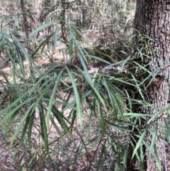 Lomatia myricoides (River Lomatia) at Deua, NSW - 6 Oct 2019 by Jubeyjubes