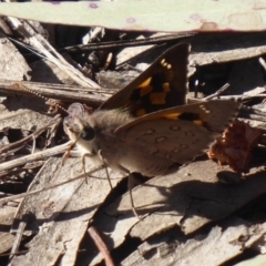 Trapezites phigalia (Heath Ochre) at Point 4997 - 7 Oct 2019 by Christine